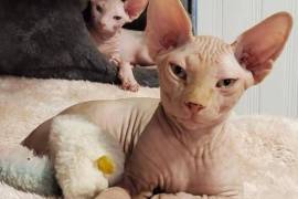 Chaton Sphynx, Drummondville