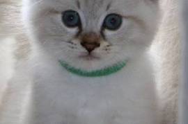 Chaton Sibérien, Montreal