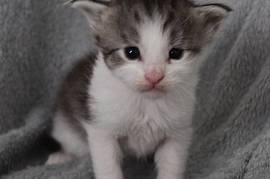 Chaton Maine Coon, Quebec