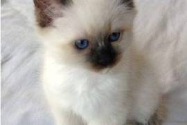 Chaton Sacré de Birmanie, Vancouver