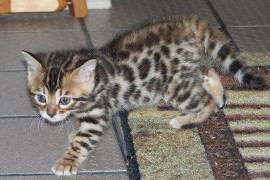 Chaton Bengal, Drummondville