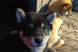 Chiot Shiba Inu, LACHINE