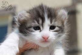 Chaton American Curl, Quebec City