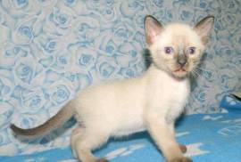 chatons Tonkinois dispo, Quebec City