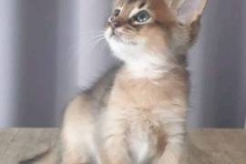 Adorable chaton Somali, Votre ville