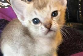 Adorable chaton Singapura, Sherbrooke