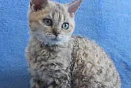 Très Belle Chaton Selkirk Rex Femelle et male , Quebec City