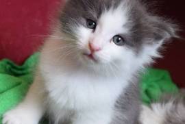 chatons Norvégien de 3 mois dont un mâle et une fe, Montreal