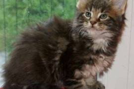 chaton maine coon disponible , Montreal