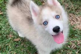  Mignonne Chiot Husky Sibérien Femelle, Quebec City