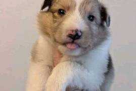  chiot de type BERGER DES SHETLAND FEMELLE   , Sherbrooke