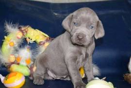   Adorables chiots BRAQUE DE WEIMAR , Quebec City