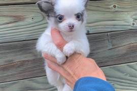  Chiot chihuahua femelle inscrit Lof, Montreal