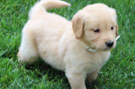 Adorable chiots Golden Retriever, Laval