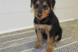  chiot de type AIRDELA TERRIER FEMELLE    , Winnipeg