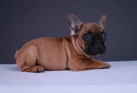 Chiot bouledogue français mâle, Pittsburgh