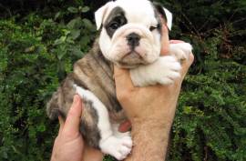 Chiot femelle Bulldog anglais, Pittsburgh