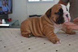 Chiot type Bulldog Anglais femelle, Pittsburgh