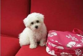 Chiot type bichon maltais femelle, Pittsburgh