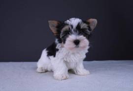 Chiot Yorkshire Terrier mâle nain, Toronto