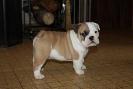 Chiot bulldog anglais mâle, Toronto