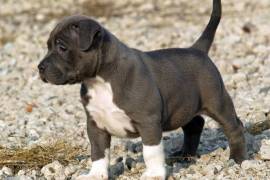 Chiot Type Pitbull Femelle, Toronto