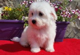 Superbe Bichon maltais Femelle, Toronto
