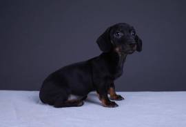 Chiot Teckel mâle, Toronto