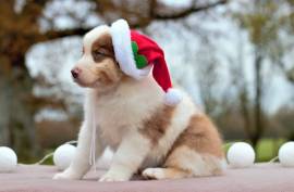 Berger Australien Femelle, Toronto