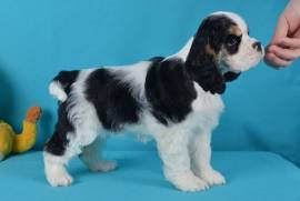 Jolie femelle American Cocker Spaniel, Toronto