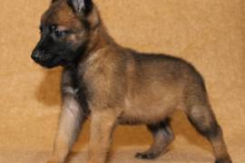 Chiot Berger Belge Malinois femelle, Toronto