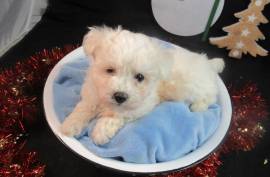 Bichon maltais femelle non lof, Toronto