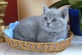 Petit Chaton british shorthair lof, Toronto