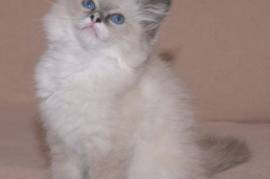 Adorable chaton type Ragdoll, Toronto