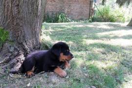 Chiot Type Berger de Beauce Femelle, Toronto