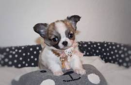 Jolie femelle chiot Chihuahua, Toronto