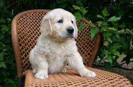 Chiot Golden Retriever femelle, Montréal