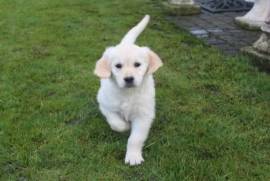 Chiot Golden retriever Femelle, Montréal
