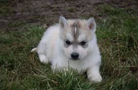 Chiot Husky de Sibérie femelle, Toronto