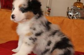 Chiot berger australien femelle non lof, Toronto