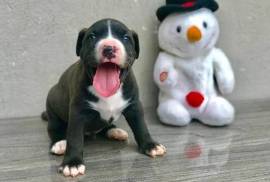 Beau chiot PITBULL AMÉRICAIN femelle, Toronto