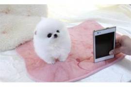 Chiot spitz nain pomeranian, Toronto