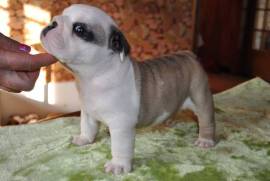 Chiot Bulldog anglais Mâle, Toronto