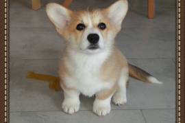 Chiot Welsh Corgi Pembroke femelle, Toronto