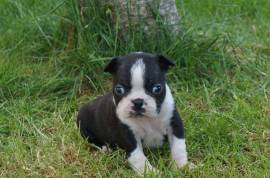 Chiot Boston Terrier, Terrebonne