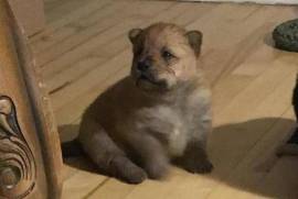 Bébé chow chow, Davie village