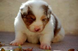 Chiots bergers Australien , Brampton