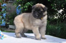 Jolie Merveille Chiot Berger Belge Femelle, Montréal