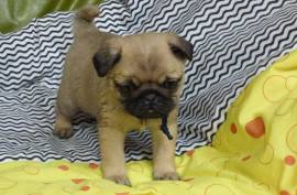 chiot superbe Carlin Femelle , Montréal