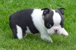 chiot Boston Terrier femelle, Montréal